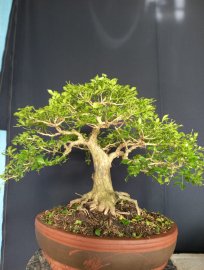 Nguyệt quế nhỏ gọn duyên dáng