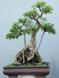 Ficus benjamina tree