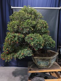 Scopolia nana bonsai tree