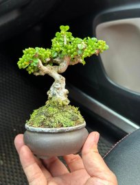 Super mini antidesma acidum from the mountain