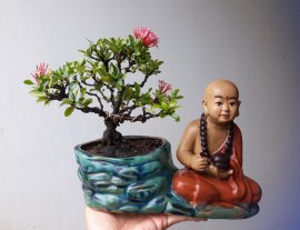 Em Trang Hồng phấn nhỏ...