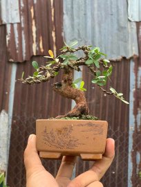 Hải châu lá nhỏ sông cầu mini