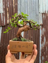 Hải châu lá nhỏ sông cầu mini