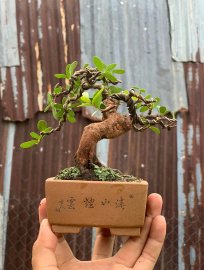 Hải châu lá nhỏ sông cầu mini
