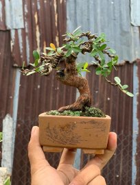 Hải châu lá nhỏ sông cầu mini