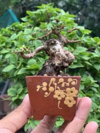 Sam trái khai thác siêu mini cao 5cm