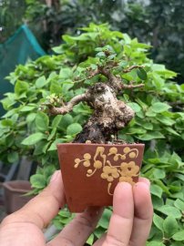 Sam trái khai thác siêu mini cao 5cm