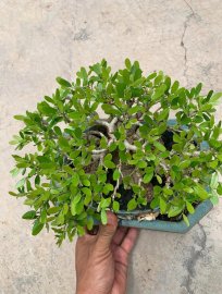 Vietnamese blue bell
