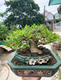 Vietnamese blue bell