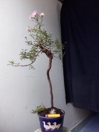 Em Hồng Nhật ghép dáng văn nhân...