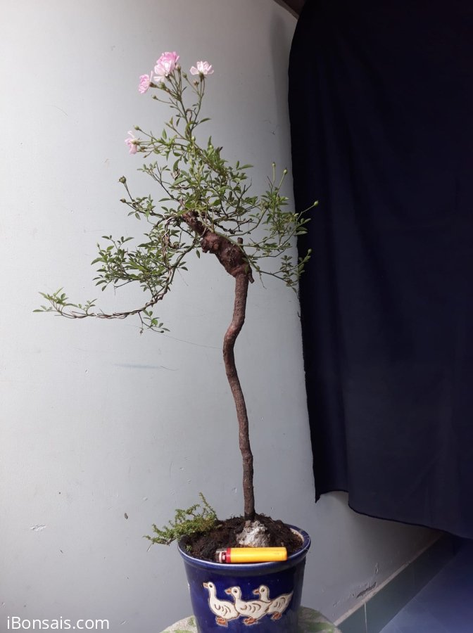 Em Hồng Nhật ghép dáng văn nhân...