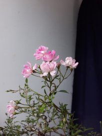 Em Hồng Nhật ghép dáng văn nhân...