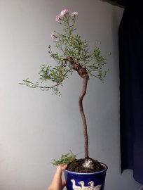 Em Hồng Nhật ghép dáng văn nhân...