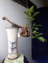 Em là Ổi rừng với đường thân dị quái...
