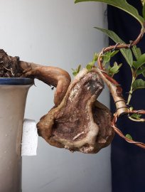 Em là Ổi rừng với đường thân dị quái...