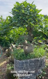 Ficus racemosa bonsai tree
