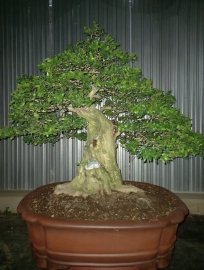 Nguyệt về đêm