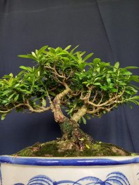 Trang đỏ cây già sạch kẽm!!!