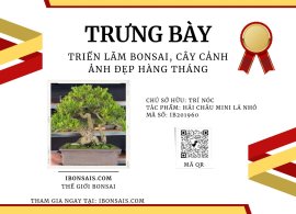 Tác phẩm hải châu mini lá nhỏ sông cầu full hoa trái