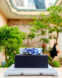 Chậu chuẩn vẽ thanh lý vài trăm k