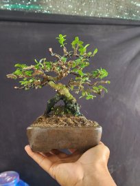 Scopolia nana tree