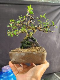 Scopolia nana tree