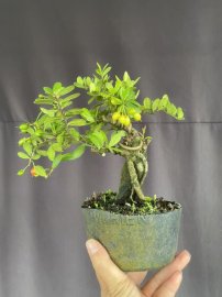 Mini Scopolia nana tree