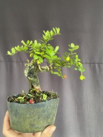 Mini Scopolia nana tree