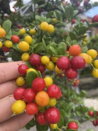 Mini Scopolia nana tree