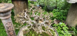Vietnamese water jasmine bonsai tree, nature capony-foliage