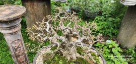 Vietnamese water jasmine bonsai tree, nature capony-foliage