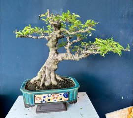 Mai chiếu thuỷ lá lớn thuần chậu