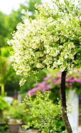 Scopolia nana bonsai tree