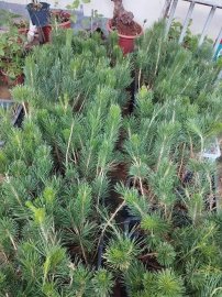 Japanese black pine nursery