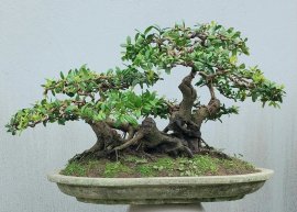 Scopolia nana tree, 5 trunks