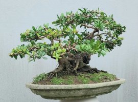 Scopolia nana tree, 5 trunks