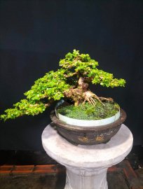 Antidesma acidum tree