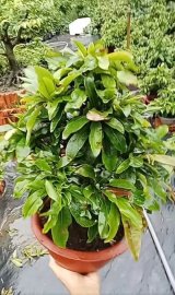 Cúc mai mịnh đẹp lắm