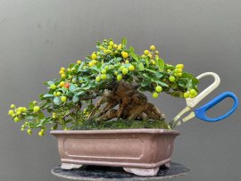 Scopolia nana mini tree