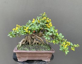 Scopolia nana mini tree