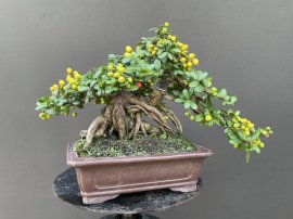 Scopolia nana mini tree