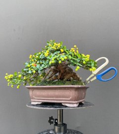 Scopolia nana mini tree