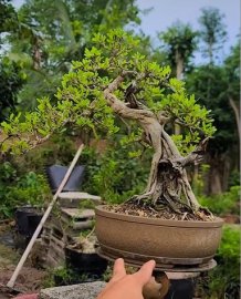 Vietnamese blue bell