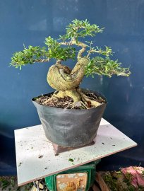 Linh sam #199k thui hà