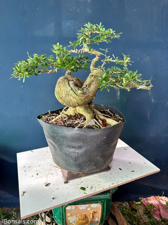 Linh sam #199k thui hà