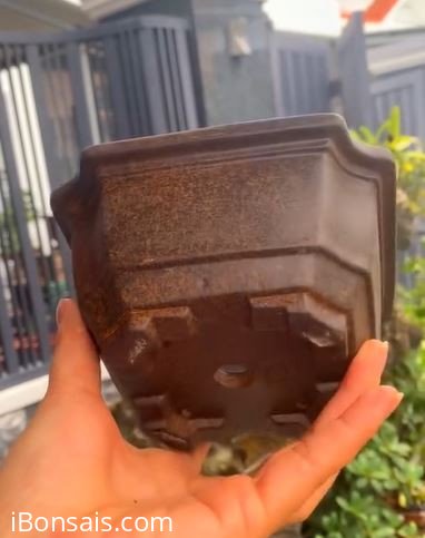 Chậu đẹp và giá mềm 50k/cái ạ