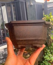 Chậu đẹp và giá mềm 50k/cái ạ