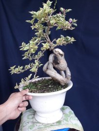 Em Hoa Giấy Cẩm Thạch tím lại lên bông...