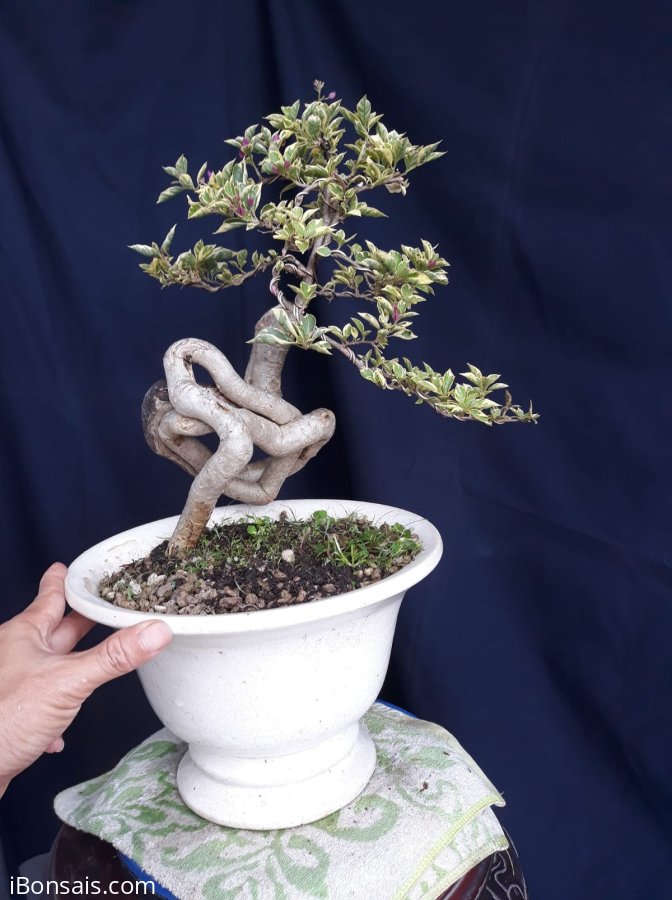 Em Hoa Giấy Cẩm Thạch tím lại lên bông...
