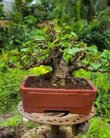 Taiwan waru tree